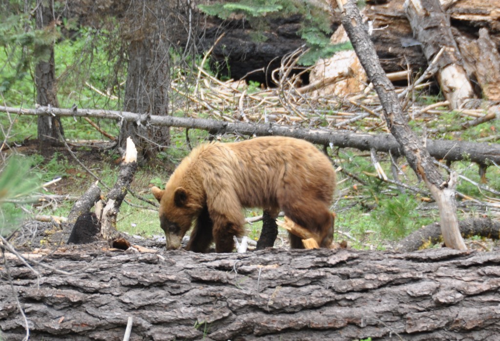 A Black Bear